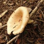 Funghi, funghi e ancora funghi